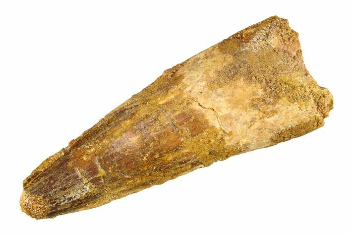 Fossil Spinosaurus Tooth - Real Dinosaur Tooth #298149